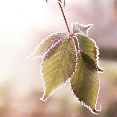 威尼斯软件·下载